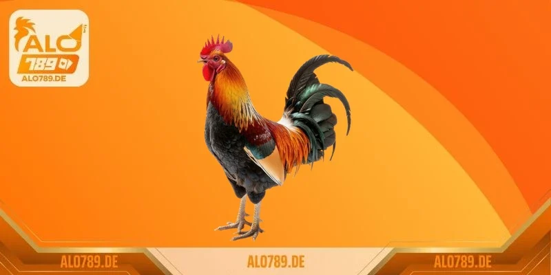 Đặc điểm hình dáng giúp phân biệt gà chọi và gà lai