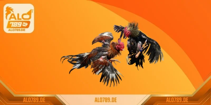 Gà mồng trích tốt hay xấu? Khám phá bí ẩn đằng sau giống gà đặc biệt