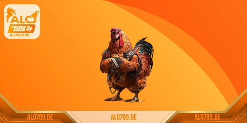 Không khí cuồng nhiệt tại sới gà